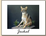 Jackal