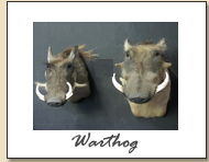 Warthog
