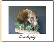 Bushpig