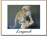 Leopard