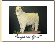 Angora Goat