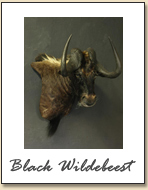Black Wildebeest
