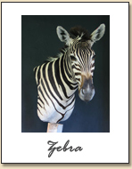 Zebra