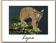 Lynx