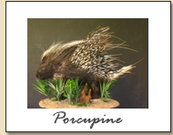 Porcupine