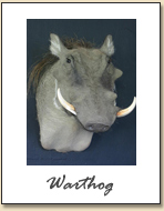 Warthog