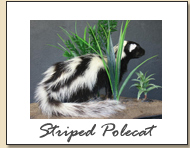 Striped Polecat