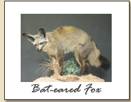 Bat-eared Fox