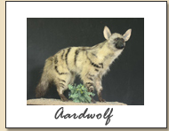 Aardwolf