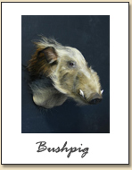 Bushpig
