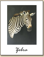 Zebra