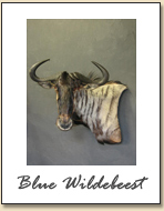 Blue Wildebeest