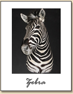 Zebra