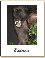 Baboon