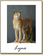 Lynx