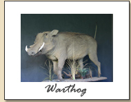 Warthog