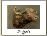 Buffalo
