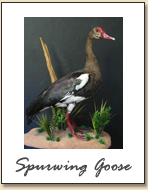 Spurwing Goose