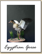 Egyptian Goose