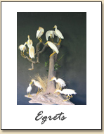 Egrets
