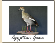 Egyptian Goose