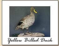 Yellow Billed Duck