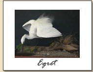 Egret