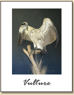 Vulture