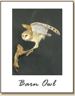 Barn Owl