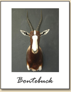 Bontebuck