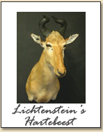 Lichtenstein's Hartebeest