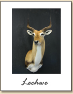 Lechwe