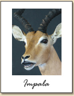 Impala