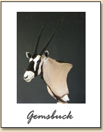Gemsbuck