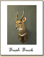 Bush Buck