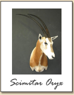Scimitar Oryx