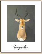 Impala