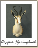 Copper Springbuck