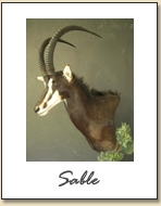 Sable
