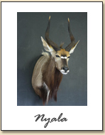 Nyala