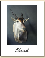 Eland