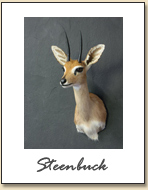 Steenbuck