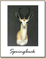 Springbok