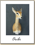 Oribi