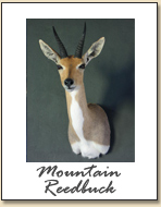 Mountain Reedbuck