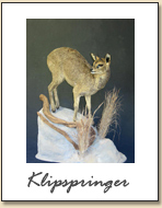 Klipspringer