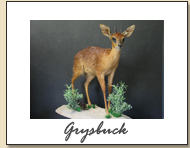 Grysbuck