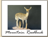 Mountain Reedbuck