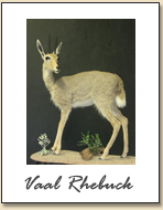 Vaal Rhebuck