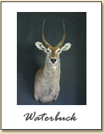 Waterbuck